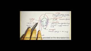 structure of an ovule along with the function of each part function structure [upl. by Margalit242]