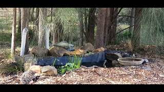 pardalote and finches at the pond [upl. by Harbour]