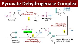 What is Pyruvate Dehydrogenase Complex PDH Complex  Oxidative Decarboxylation of Pyruvate [upl. by Isolda]