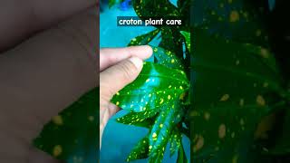 Croton plant care ❤️❤️😀 gardening croton plants flowers garden ytshorts shorts [upl. by Rillis]