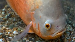 Albino Oscar Cichlid [upl. by Nauh164]