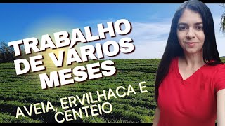 Como preparar o solo  com AVEIA e resultado de ERVILHACA e CENTEIO [upl. by Yvonne]