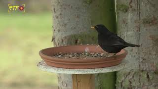 Zwischenergebnis bei Vogelzählung quotStunde der Wintervögelquot [upl. by Amsaj]