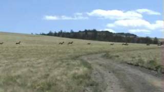 Large Elk herd in Colorado [upl. by Block909]