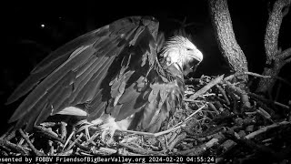 Fiona🐿️ jumps over Jackies back Jackie wingslaps😵 Big Bear Bald Eagle  0455  20240220 [upl. by Eiboh442]