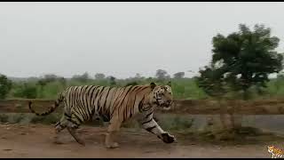 tiger random running at nallamala amrabad tiger reserve [upl. by Llerrehc664]