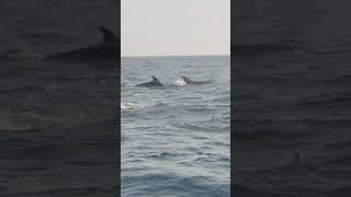 Surrounded by Dolphins  Galápagos Islands  Lindblad Expeditions [upl. by Hanna]