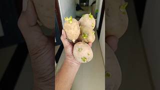 Potato in CoCo peat 😍 indianfarmer terrecegarden gardeningtips phoolpatte gardenplants shorts [upl. by Ahsikyw]