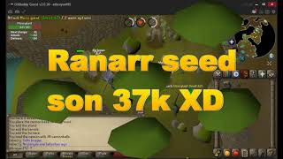 como subir ranged  player rapido menber runescape old school [upl. by Azrim]