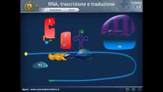 Biologia 13  RNA trascrizione e traduzione parte 2 [upl. by Pachton]