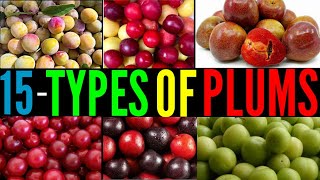 15 Types Of Plums  Catagory Of Plums  Plums Cultivation  Differen types of Fruits  Plums Plums [upl. by Natek960]