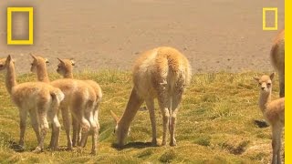 Researchers Race to Witness Vicuña Birth  National Geographic [upl. by Halla650]