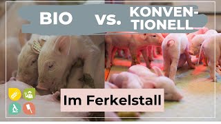 Bio vs Konventionell  Sauen amp Ferkel [upl. by Dottie]