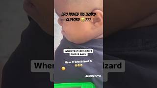 When Your Lizard Passes Away 😔 rip shortsfeed lizard shortsviral shortsfunny funnyshorts [upl. by Cruz]