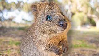 Baby Quokkas are the Cutest Animals in the World PART 1 😍 Best Compilation [upl. by Otsenre]