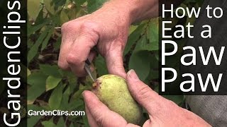 Paw Paw Tree  Asimina triloba  How to eat a PawPaw fruit and harvest seeds pawpaw [upl. by Nail]