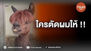 ชาวเน็ตแห่แซว อัลปากาตัดทรงผมสุดจ๊าบ  TOJO NEWS [upl. by Ecnerat]