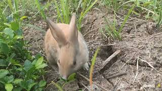 Can My Rabbit Eat GrassDo and Do notof Eating Grass [upl. by Burkhard]