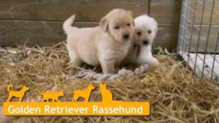 Golden Retriever Welpen in Windelsbach [upl. by Omsoc]