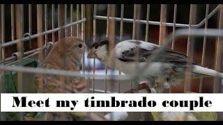 My canaries couple  breeding canaries 2019 vlog 1 [upl. by Lipski]