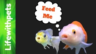 How To Feed Goldfish [upl. by Merc]