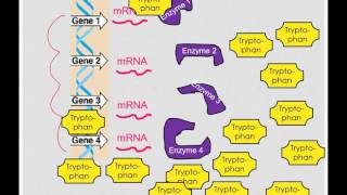 Feedback Inhibition in Prokaryotes [upl. by Junina607]