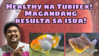 Paano mag pakain ng Tubifex sa Goldfish [upl. by Jaclin]