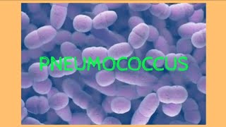 Pneumococcus  Streptococcus pneumonia  Microbiology [upl. by Frederick526]