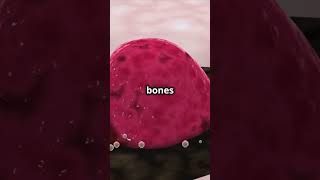 The Secret Inside Your Bones facts shorts BoneMarrowOsteoclasts BoneGrowth EpiphysealPlate [upl. by Seale]