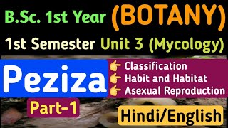 Peziza Classification OccurrenceAsexual Reproduction of PezizaBSc 1st Year 1st Semester Botany [upl. by Ronni]