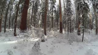 Giant Sequoias in Calaveras Big Trees State Park filmed from the flying camera drone [upl. by Rehc]