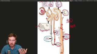 The Nephron Natures Filtration System [upl. by Evonne376]