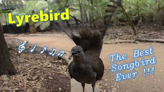 Lyrebird The Best Songbird Ever [upl. by Odlonra]