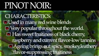 Pinot Noir [upl. by Hajan]