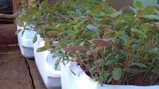 How To Grow Amaranth from seeds in containers at Home [upl. by Anawot957]