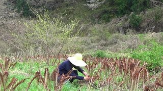 Matteuccia Ostrich fern Catch n Cook Wild Edible Plants [upl. by Adnalro]