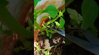 Vegetable harvesting 💚 plantsngardens gardenplants allaboutgardening gardenflowers nature [upl. by Kenay]