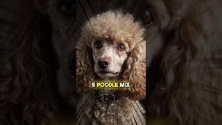 The Top 5 Poodle Mix Breeds [upl. by Sidnarb]