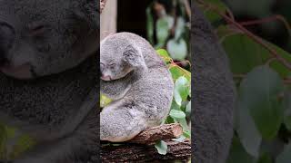 Sleepy heads Koalas interesting 10 Facts for Kids Educational Video Australias Beloved Marsupials [upl. by Lazar]