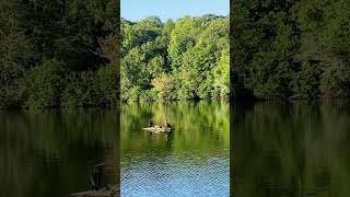 Anhingas fishing at the lake [upl. by Shalna]