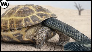 Voici Comment les Tortues se Défendent Contre les Serpents [upl. by Pena285]