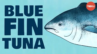 Meet the bluefin tuna the toughest fish in the sea  Grantly Galland and Raiana McKinney [upl. by Noillid]