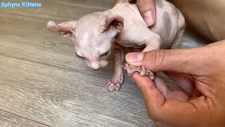 Sphynx Kittens toe cleaning and cuts nails [upl. by Tallou674]