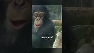 Mały tygrys był nękany przez mangustę 😣 zoo viral animals [upl. by Maillil]