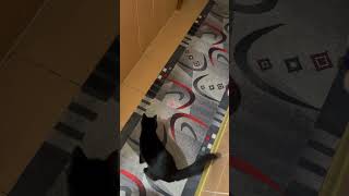 The laser game cat kitten catvideos catlover cutepets cute animals pets kitty lasergame [upl. by Einnahc]