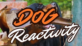 SOLUTION TO SUDDEN DOG REACTIVITY IN MOST HOMES [upl. by Tirrell95]