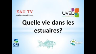 Quelle vie dans les estuaires [upl. by Ille]