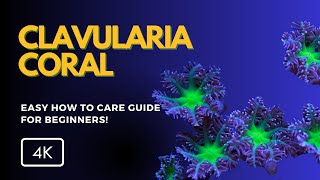 All About Clavularia Coral Clavularia spp Care Growth and Tips for Your Reef Tank [upl. by Renee]