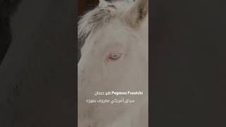 أغلى حصان في العالم هو quotFusaichi Pegasusquot، الذي بيع في عام 2000 مقابل 70 مليون دولار فينكم اصحاب 🤔 [upl. by Lareena731]