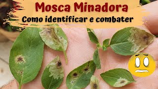 Mosca minadora  Como identificar e combater [upl. by Barbra]